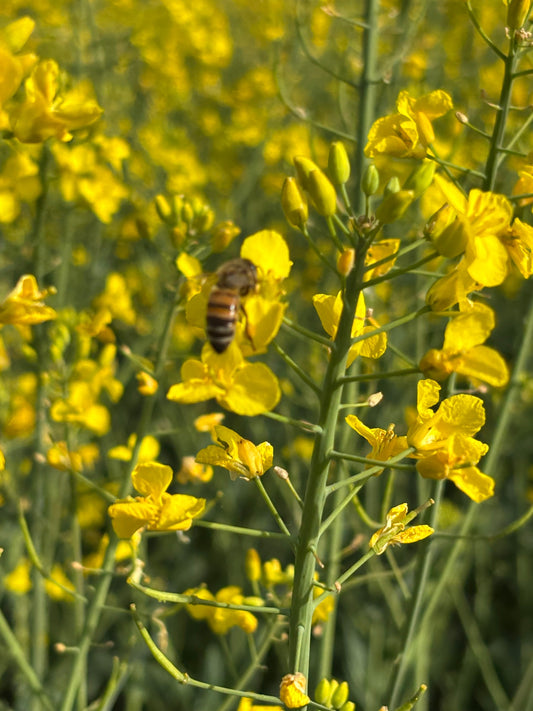 Tout savoir sur le Miel de Colza Crémeux : Bienfaits, Texture et Secret de Production