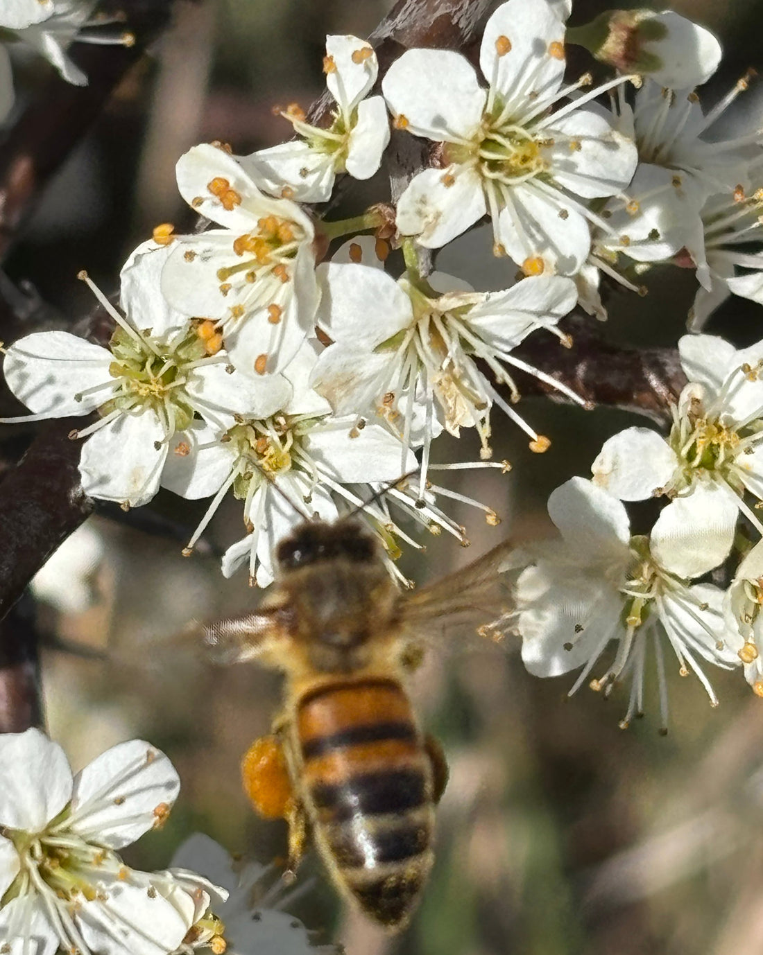 Printemps au Rucher : Le Guide Complet du Réveil des Abeilles et des Saveurs de Saison