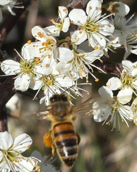 Printemps au Rucher : Le Guide Complet du Réveil des Abeilles et des Saveurs de Saison