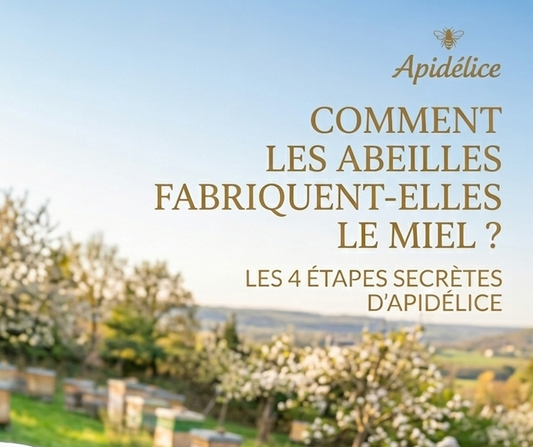 Comment les abeilles fabriquent-elles le miel ? Les secrets de la ruche