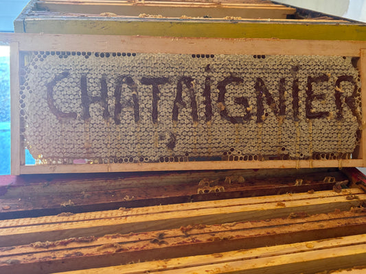 Le guide encyclopédique du miel de châtaignier : Origine, caractéristiques et bienfaits