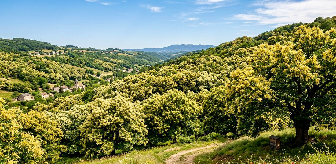 Le Guide Complet du Miel de Châtaignier : Puissance, Terroir et Vertus Santé