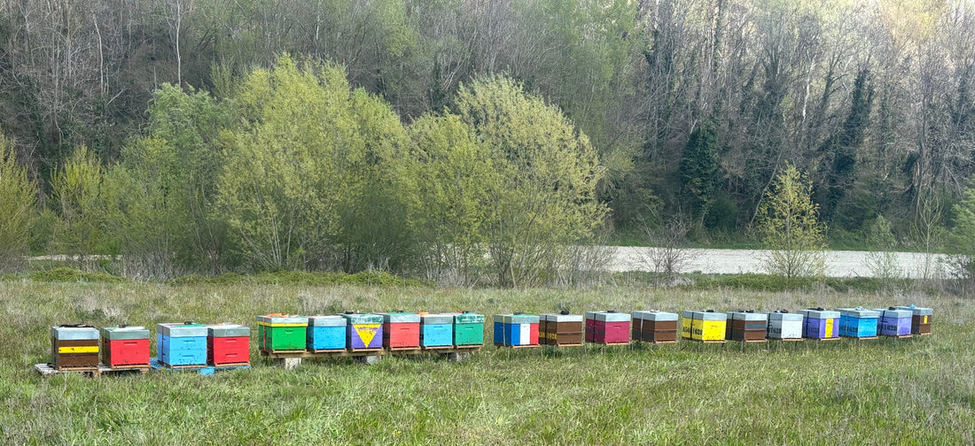 Miel artisanal direct producteur : pourquoi et comment bien le choisir